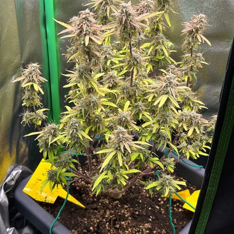 RQS Cosmos F1 growlog timeline photo