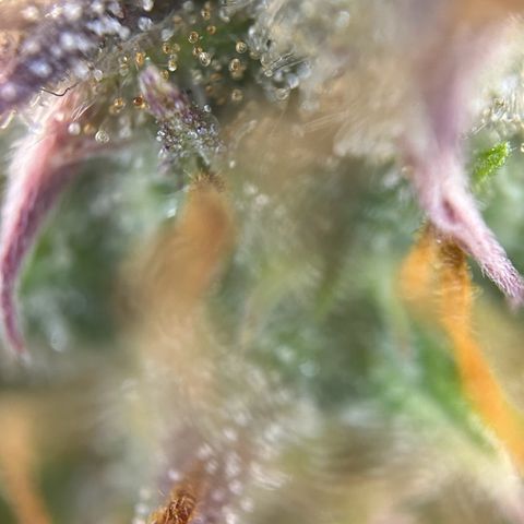 RQS Cosmos F1 growlog timeline photo