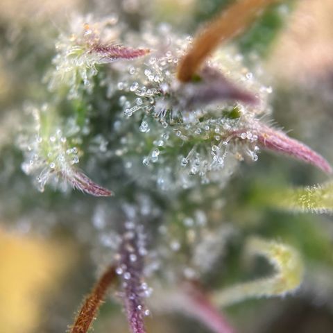 RQS Cosmos F1 growlog timeline photo