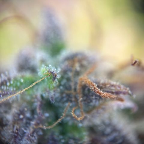 RQS Cosmos F1 growlog timeline photo