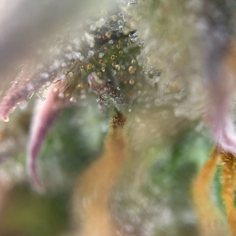 RQS Cosmos F1 growlog timeline photo