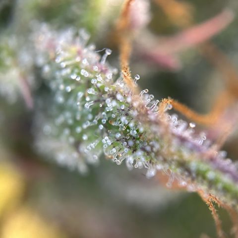 RQS Cosmos F1 growlog timeline photo