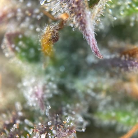 RQS Cosmos F1 growlog timeline photo