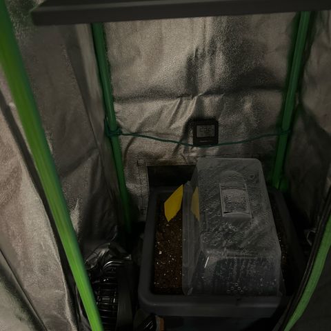 Solomatic CBD growlog timeline photo