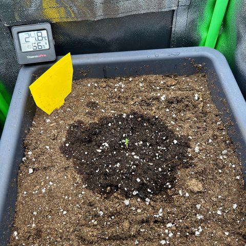 Solomatic CBD growlog timeline photo