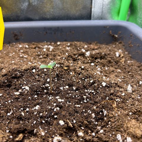 Solomatic CBD growlog timeline photo