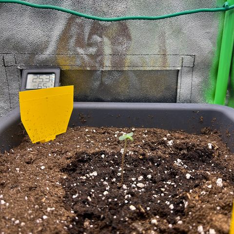 Solomatic CBD growlog timeline photo