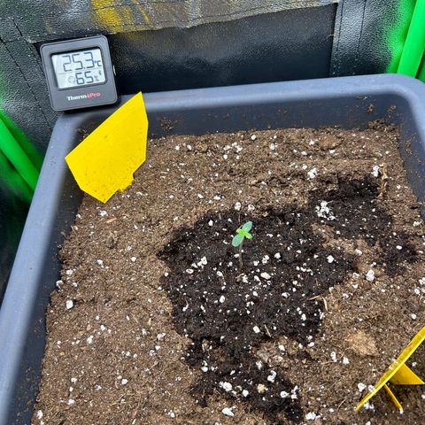 Solomatic CBD growlog timeline photo