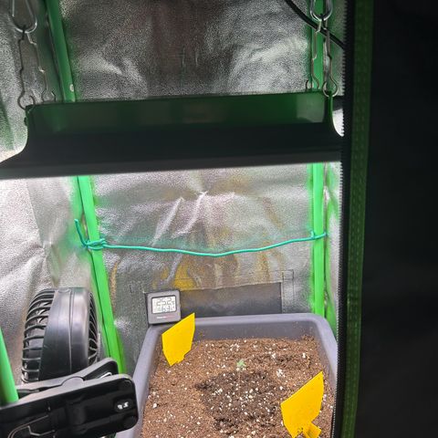 Solomatic CBD growlog timeline photo