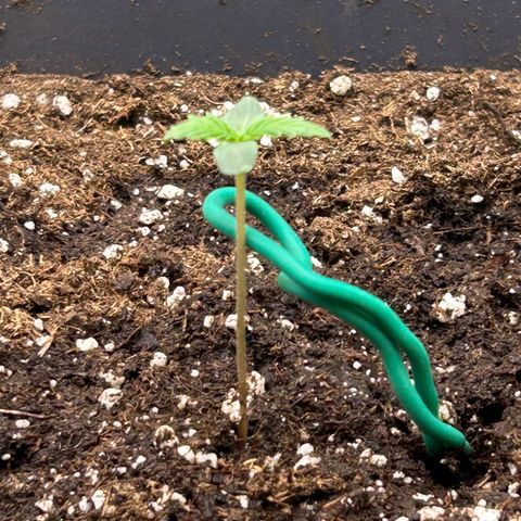 Solomatic CBD growlog timeline photo