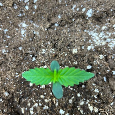 Solomatic CBD growlog timeline photo