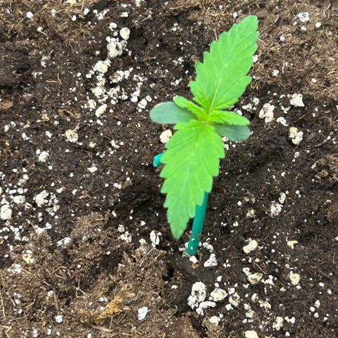 Solomatic CBD growlog timeline photo