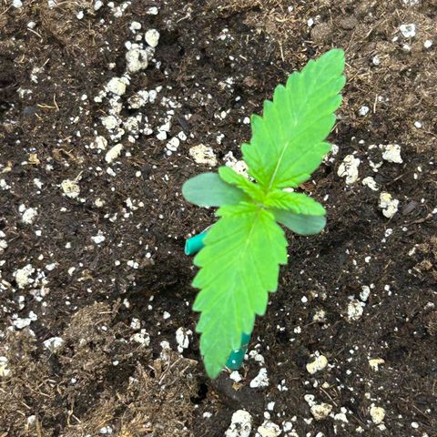 Solomatic CBD growlog timeline photo