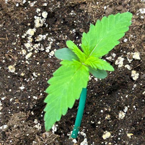 Solomatic CBD growlog timeline photo