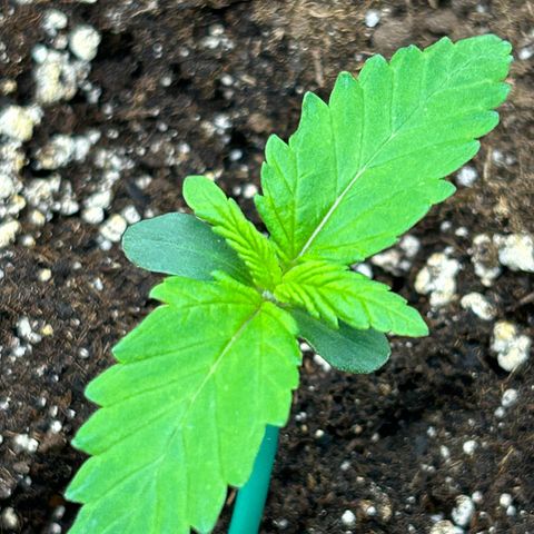 Solomatic CBD growlog timeline photo