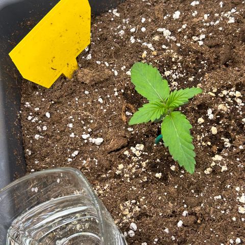 Solomatic CBD growlog timeline photo
