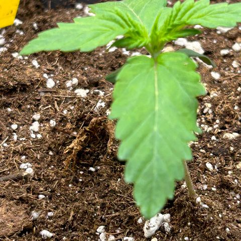 Solomatic CBD growlog timeline photo