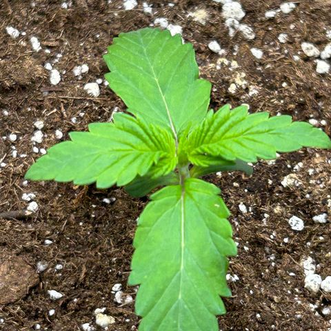 Solomatic CBD growlog timeline photo