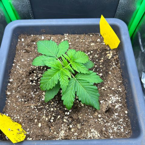 Solomatic CBD growlog timeline photo