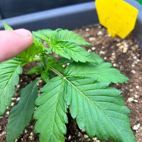 Solomatic CBD growlog timeline photo