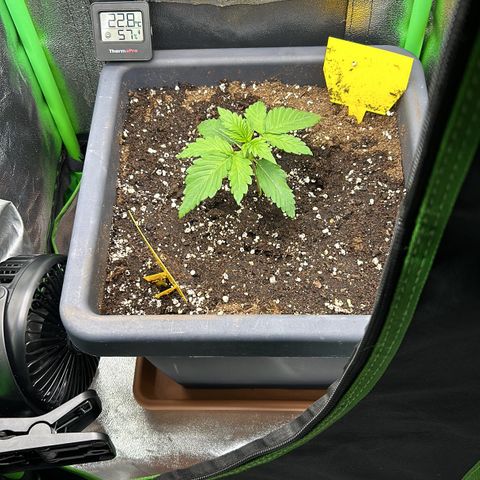 Solomatic CBD growlog timeline photo
