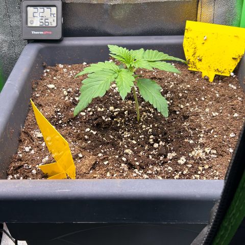 Solomatic CBD growlog timeline photo