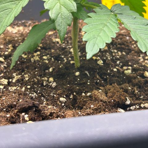 Solomatic CBD growlog timeline photo