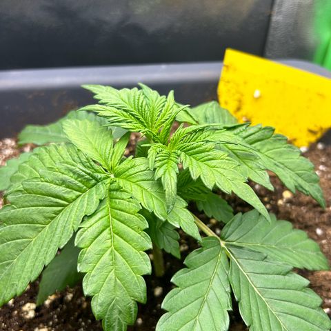 Solomatic CBD growlog timeline photo