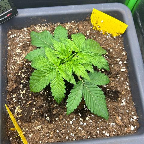 Solomatic CBD growlog timeline photo