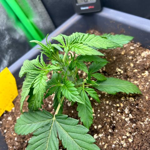 Solomatic CBD growlog timeline photo