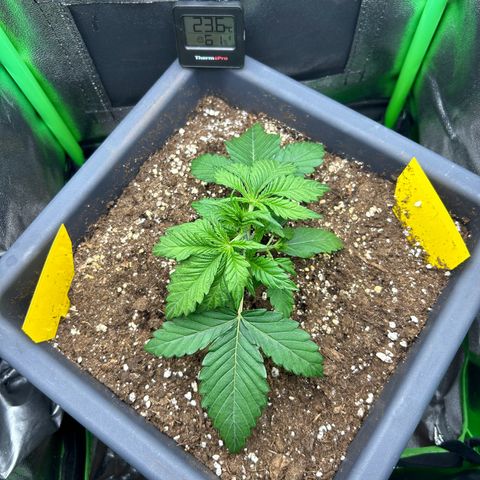 Solomatic CBD growlog timeline photo
