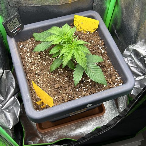Solomatic CBD growlog timeline photo