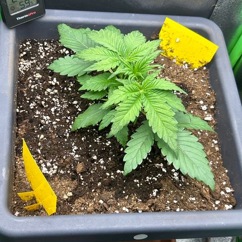 Solomatic CBD growlog timeline photo