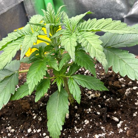Solomatic CBD growlog timeline photo