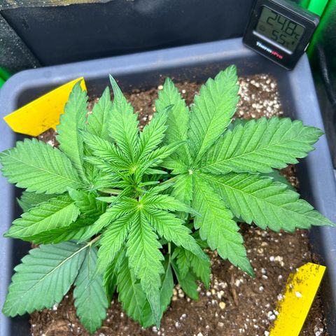 Solomatic CBD growlog timeline photo