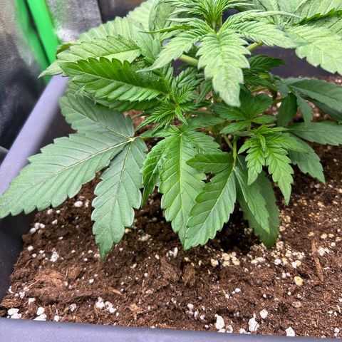 Solomatic CBD growlog timeline photo