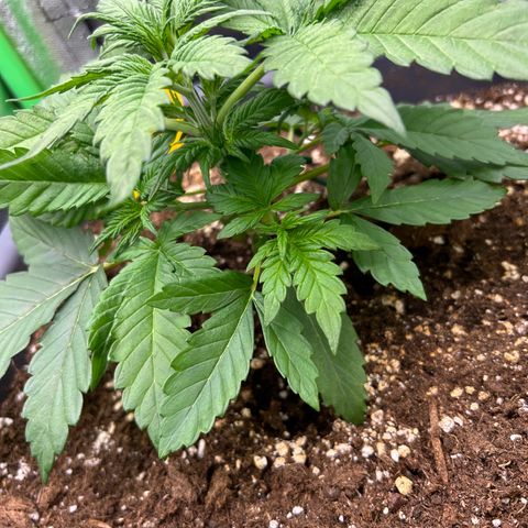 Solomatic CBD growlog timeline photo