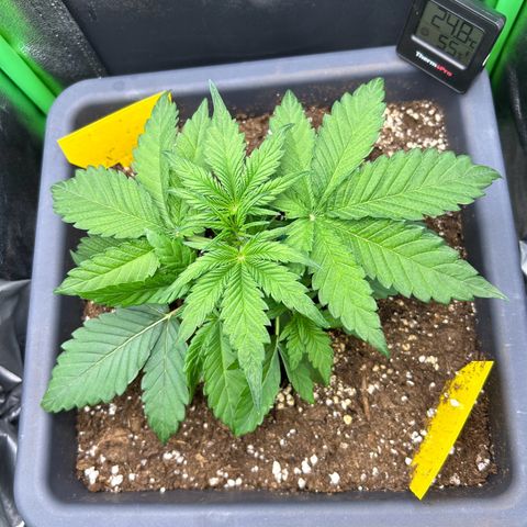 Solomatic CBD growlog timeline photo