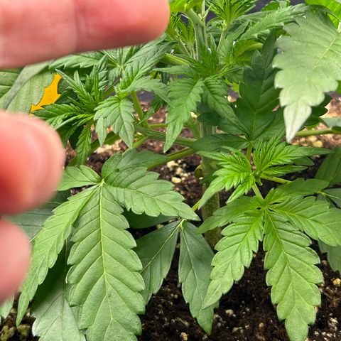 Solomatic CBD growlog timeline photo