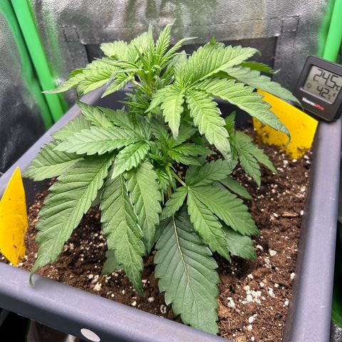Solomatic CBD growlog timeline photo