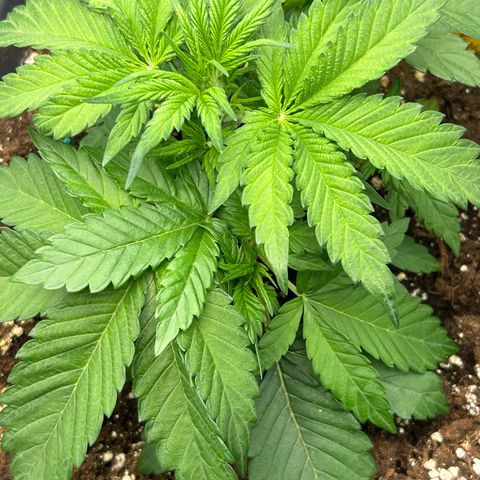 Solomatic CBD growlog timeline photo
