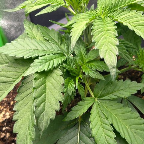Solomatic CBD growlog timeline photo