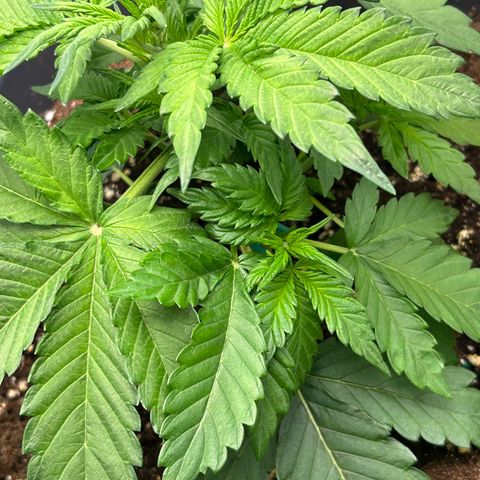 Solomatic CBD growlog timeline photo