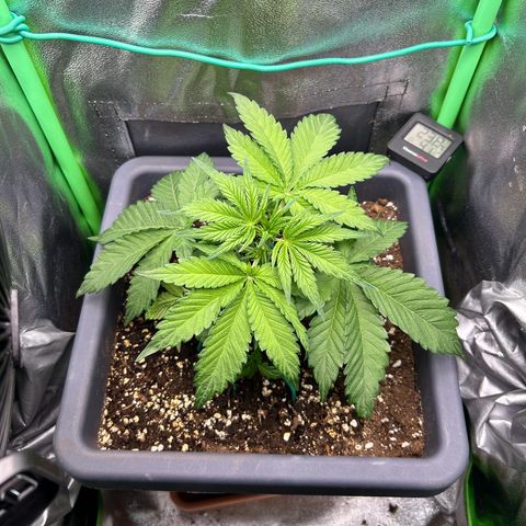 Solomatic CBD growlog timeline photo