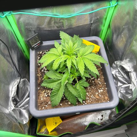 Solomatic CBD growlog timeline photo