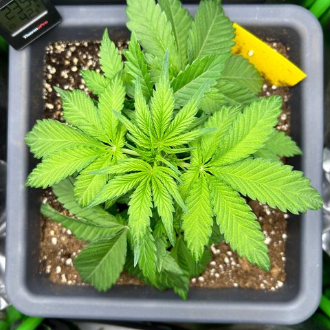 Solomatic CBD growlog timeline photo