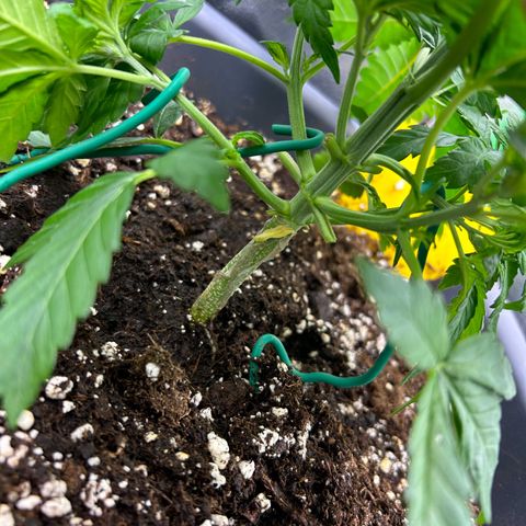 Solomatic CBD growlog timeline photo