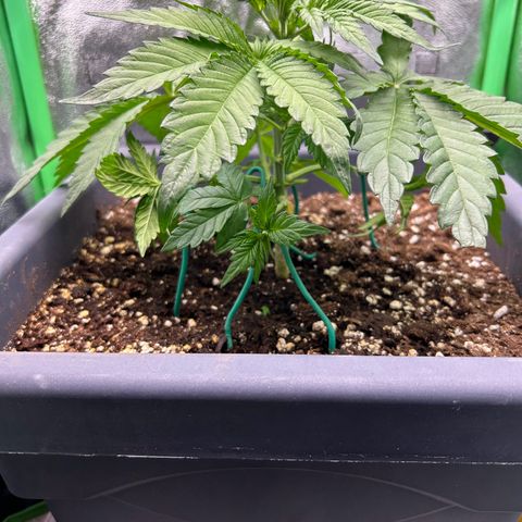 Solomatic CBD growlog timeline photo