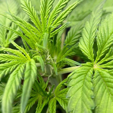 Solomatic CBD growlog timeline photo