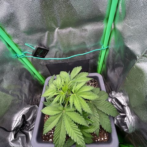 Solomatic CBD growlog timeline photo